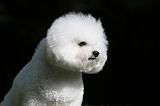 BICHON FRISE 424